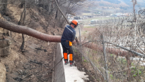 남부지방산림청, 산불피해지 내 위험목 제거 총력
